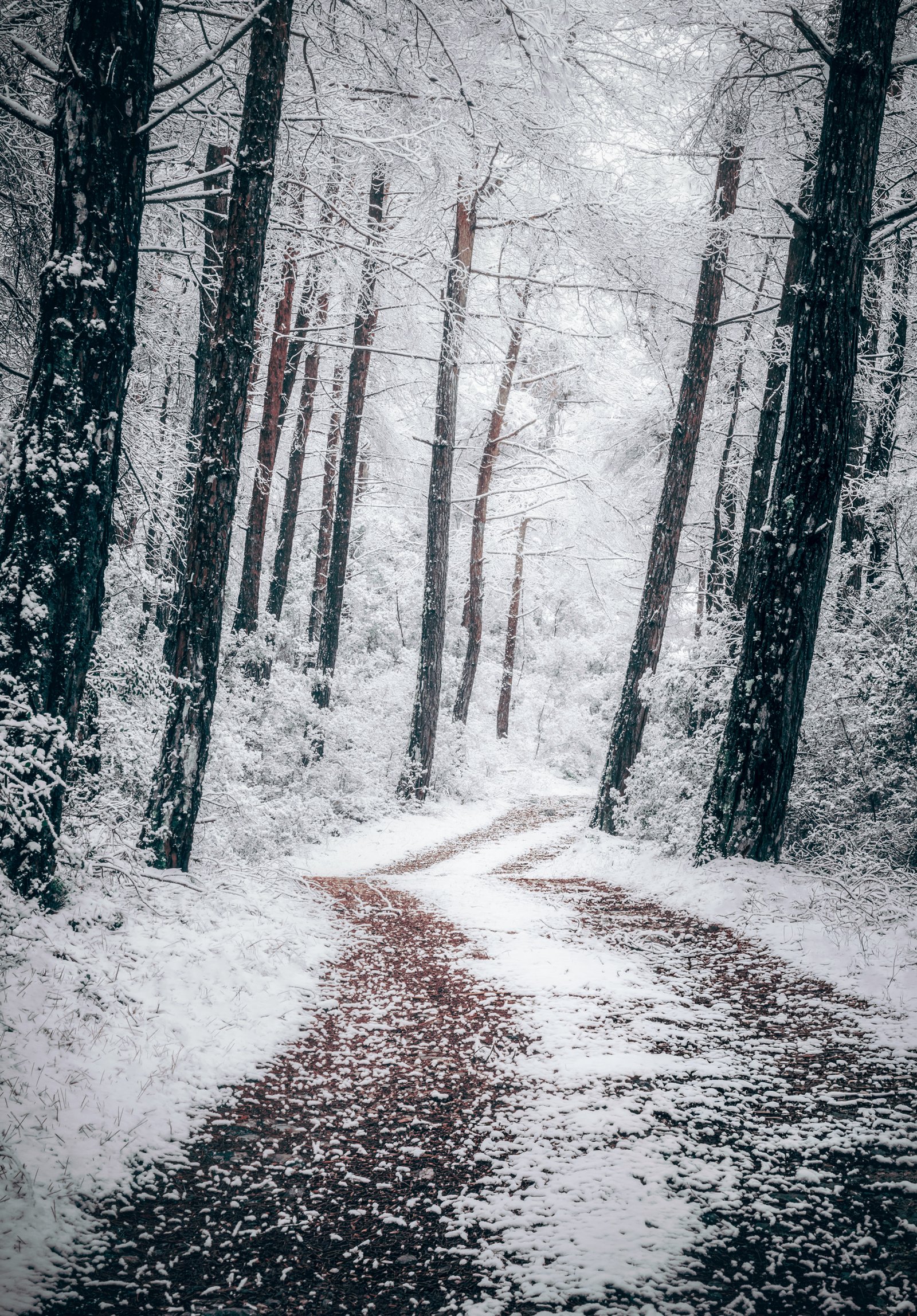 Snow covered forest path with pine trees in winter landscape – limited edition fine art photography from the Winter Silence series by Aris Dimakopoulos