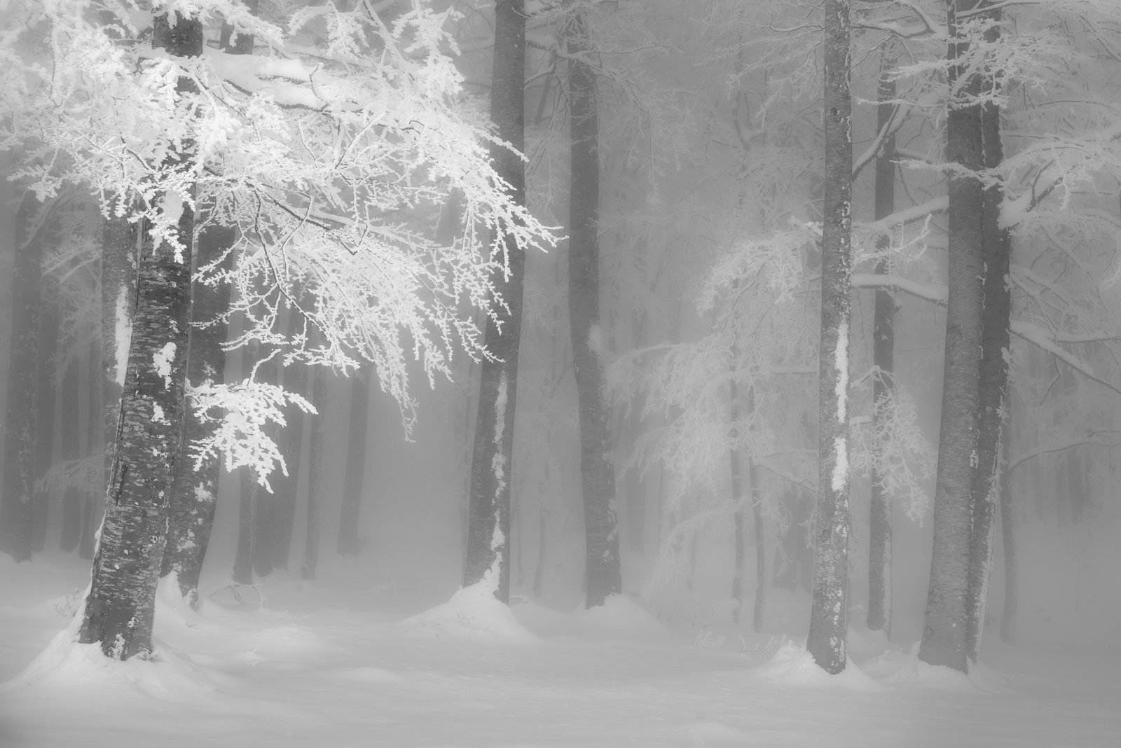 snow-covered forest with trees fading into mist, minimal winter landscape, limited edition fine art photograph from the Winter Silence series by Aris Dimakopoulos