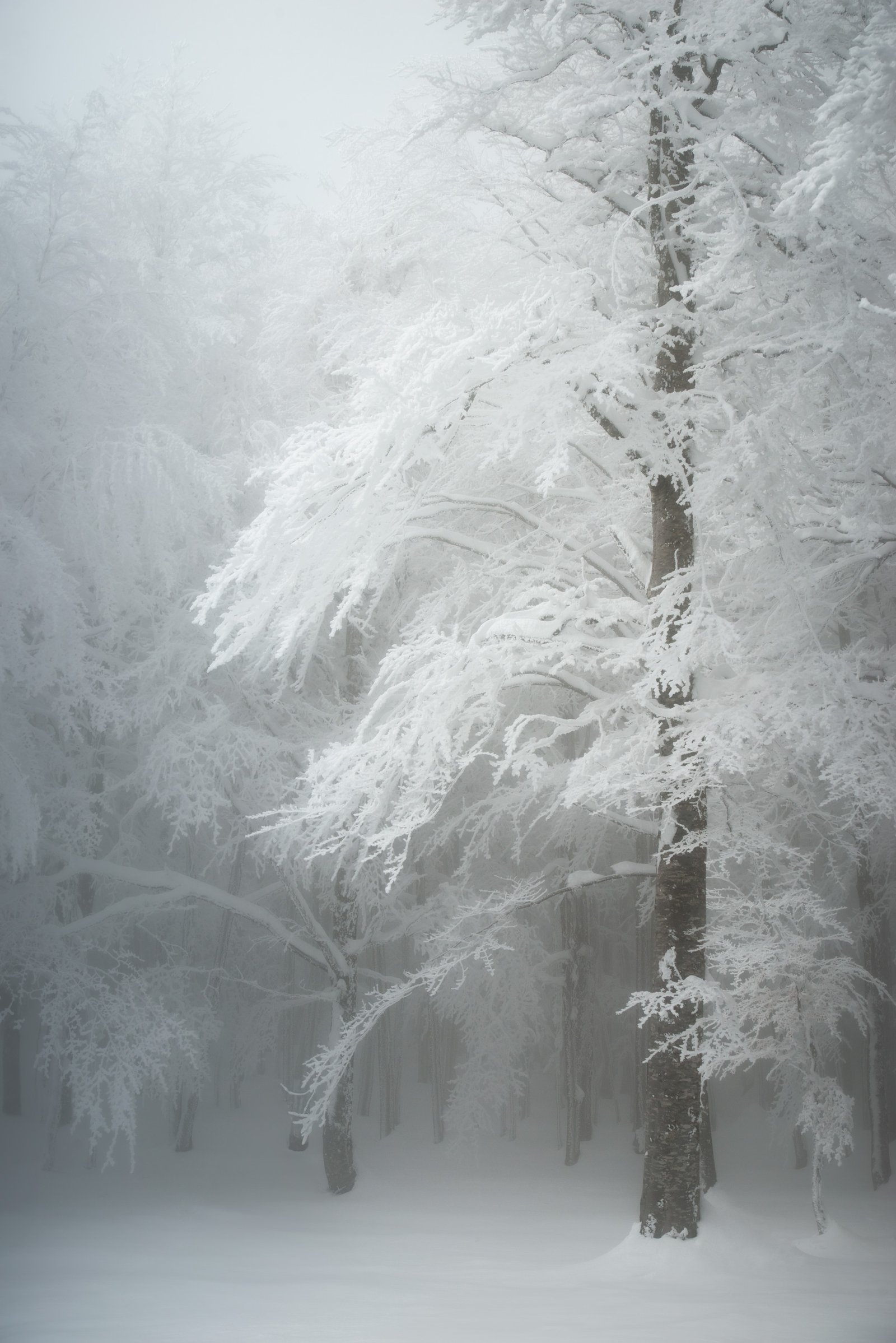 misty snow-covered forest with layered trees fading into soft atmosphere – limited edition fine art photography from the Winter Silence series by Aris Dimakopoulos