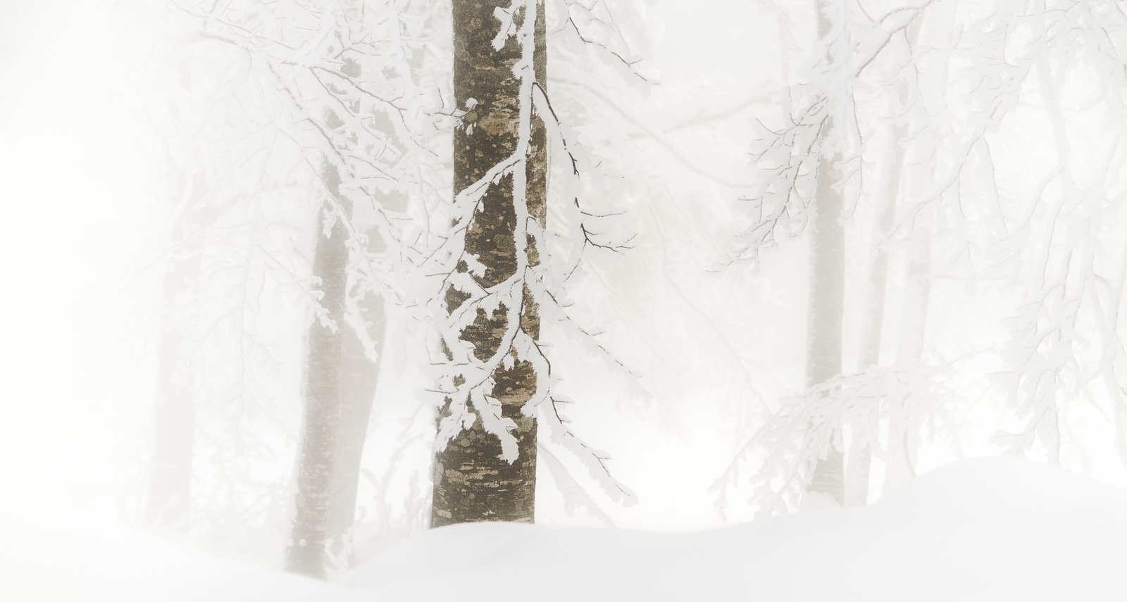 snow-covered tree emerging softly through white winter atmosphere – limited edition fine art photography from the Winter Silence series by Aris Dimakopoulos