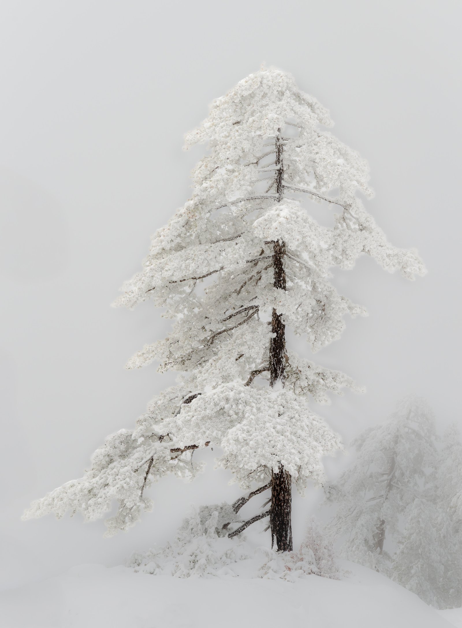 solitary snow-covered tree emerging from mist in minimal winter landscape – limited edition fine art photography from the Winter Silence series by Aris Dimakopoulos