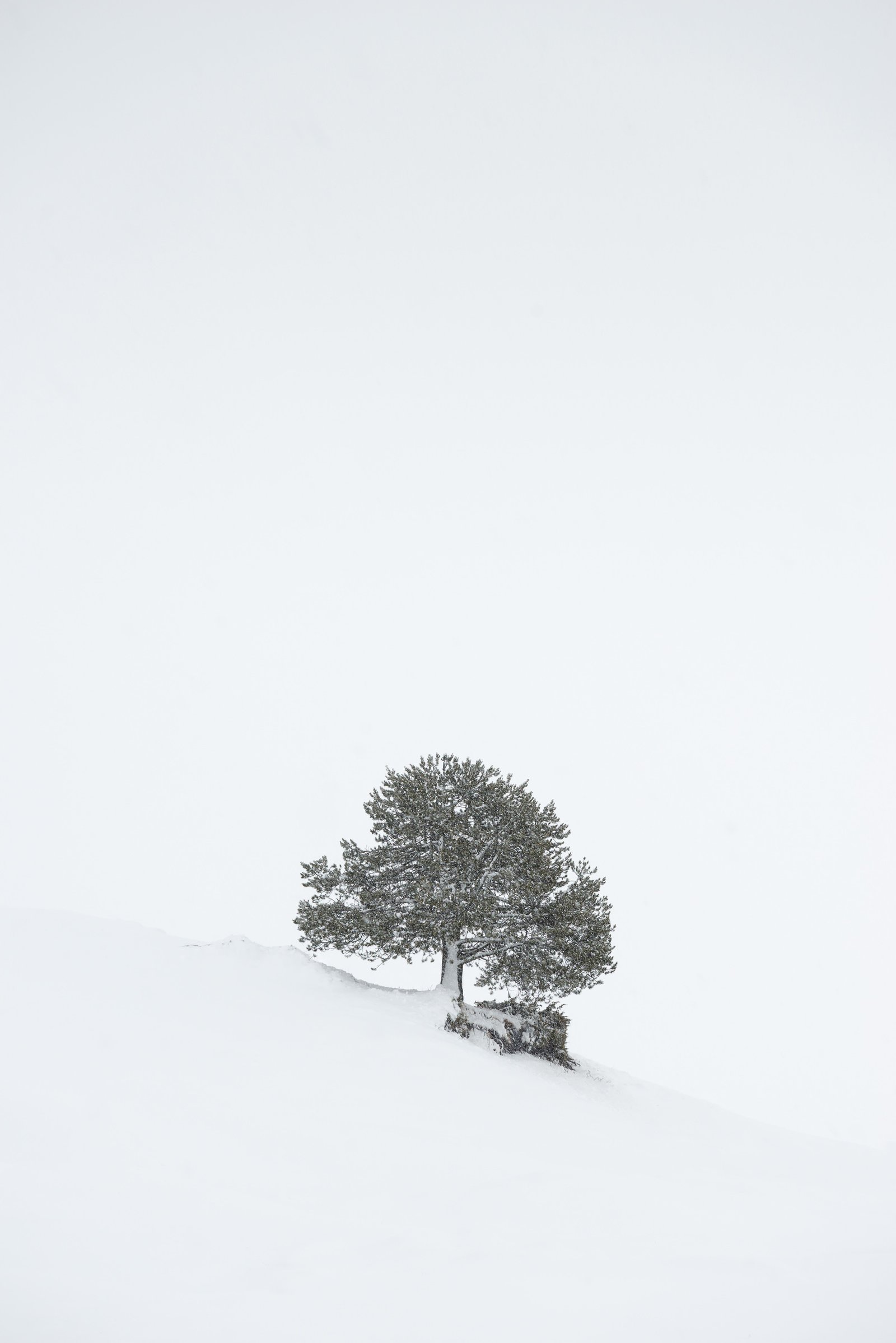 minimal winter tree in snow landscape – limited edition fine art photography from the Winter Silence series by Aris Dimakopoulos
