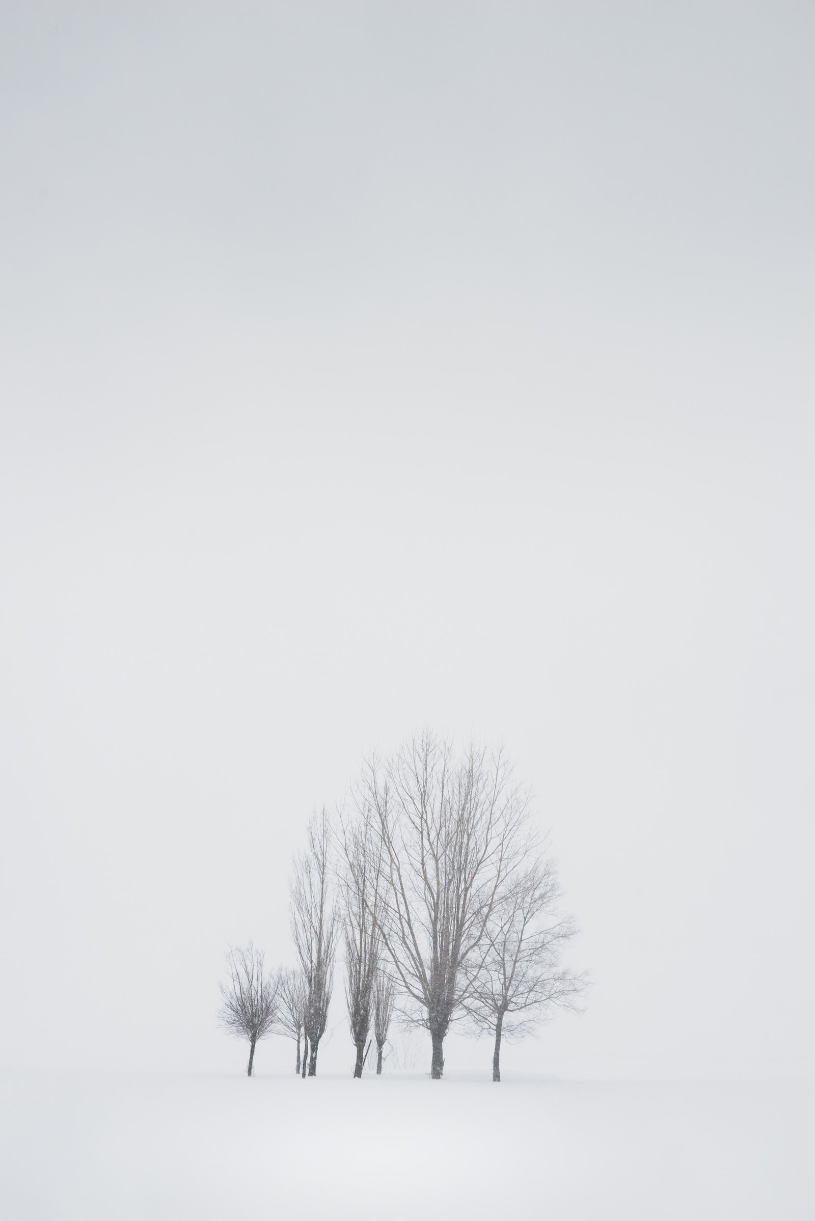 Small cluster of winter trees in a vast white snow field – Limited Edition Fine Art Photography from the Existential Forms Series by Aris Dimakopoulos