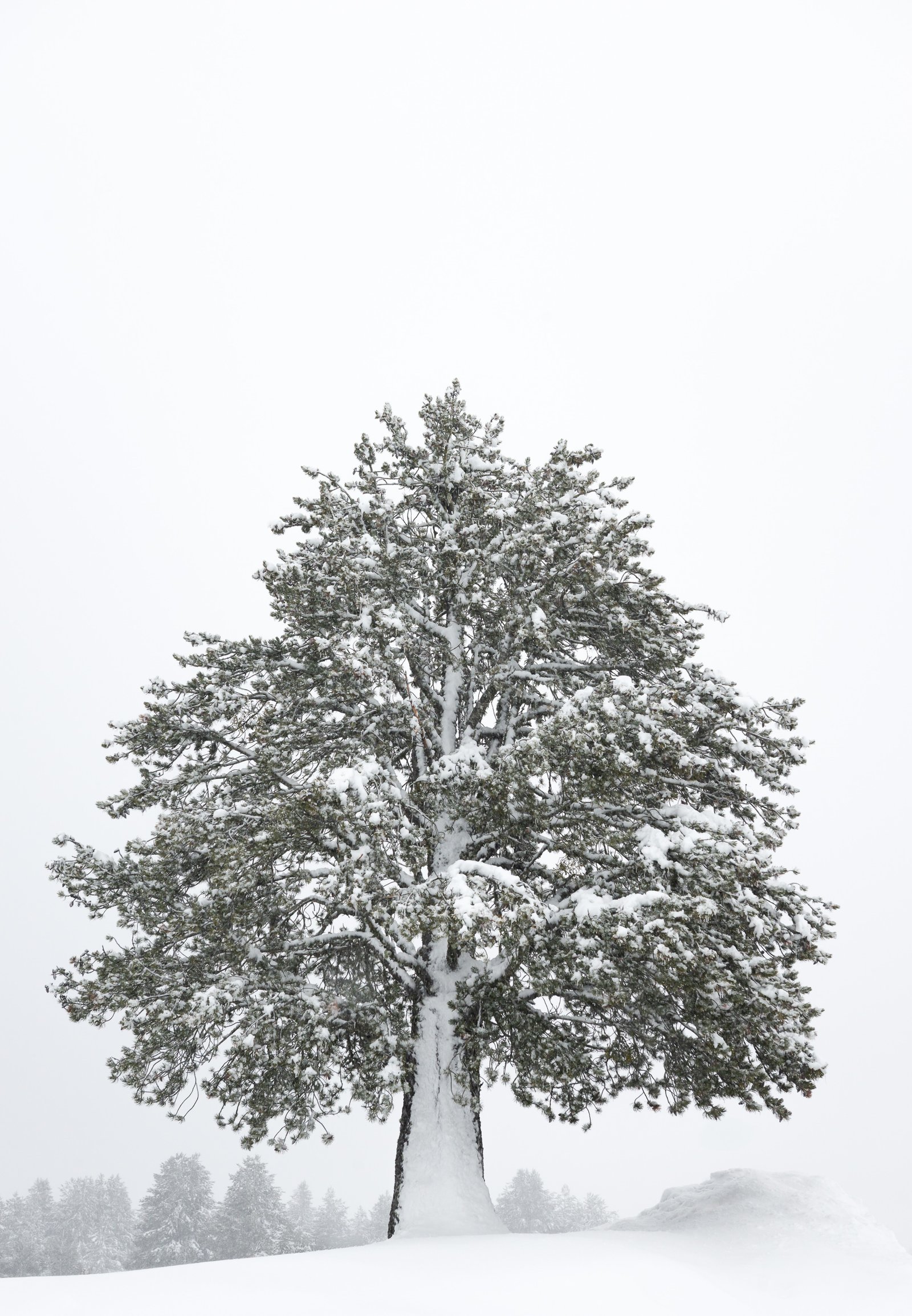 minimal solitary tree in high-key snow landscape – limited edition fine art photography from the Winter Silence series by Aris Dimakopoulos